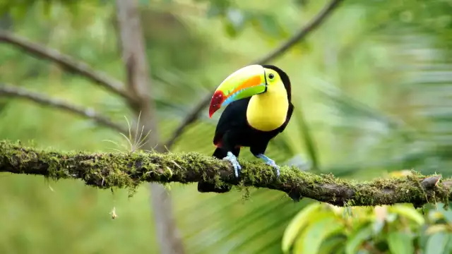 Una familia de tucanes fue vista en un árbol de Pich en la aguadita de Cantemó, zona urbana de Champotón.