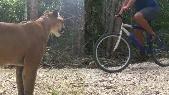En la mayoría de los casos los felinos suelen evitar la confrontación y huyen al detectar la presencia del ser humano