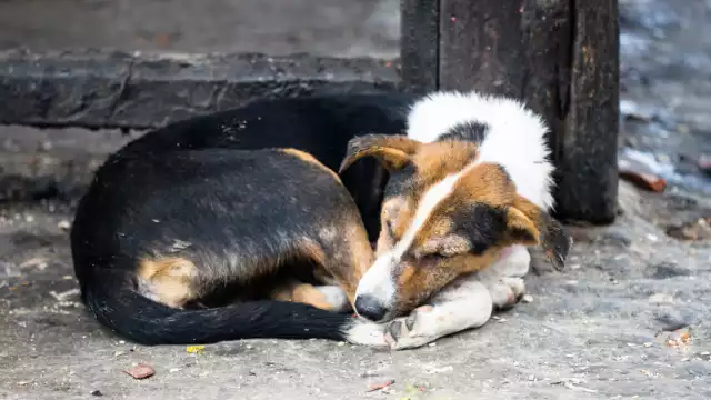 La necropsia determinó que una bala de calibre 22 le quitó la vida al canino