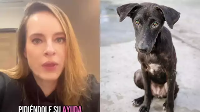 La actriz ofreció una recompensa para quien localice al perro y lo traslade a una clínica