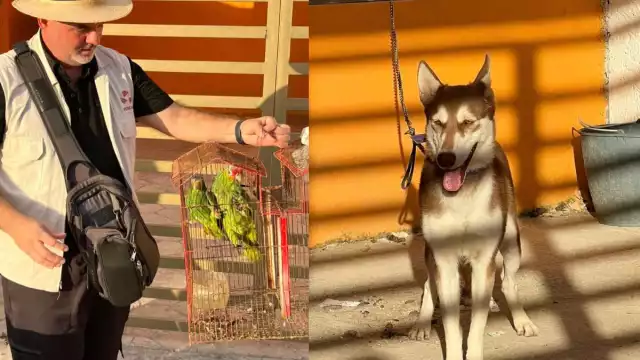 Una perra Husky y dos loros fueron rescatados tras permanecer abandonados varios días en un predio de Bosque Real, Campeche.