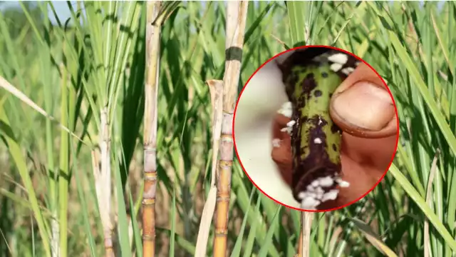 Confirman presencia de hongo Fusarium en caña de azúcar en Campeche: productores en alerta