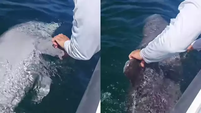 Es probable que el ejemplar haya muerto tras colisionar con una embarcación