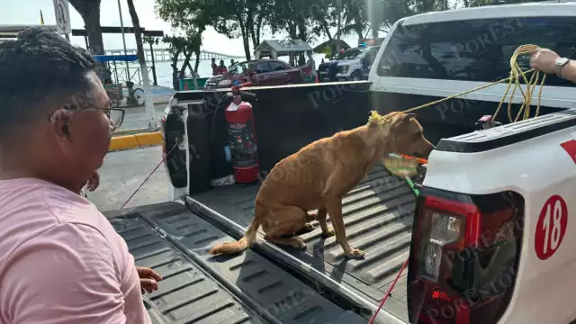 Perro del Guanal bajo resguardo tras incidente con motociclistas