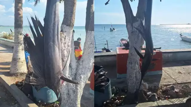 Un grupo de pescadores de Seybaplaya capturó un pez marlín en aguas del Golfo de México