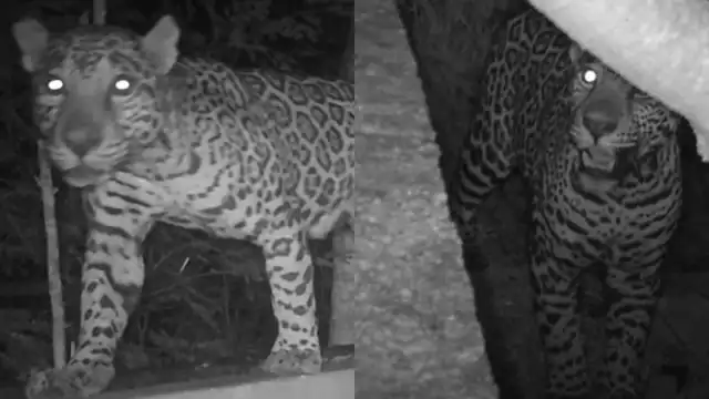 Debido a la mala tenencia de mascotas, los jaguares han incluido en su dieta a perros y gatos