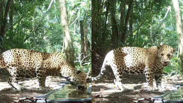 A pesar de que el jaguar es el rey de la selva maya, ocasionalmente puede parecer tierno