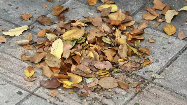 La hojarasca aporta nutrientes al suelo, lo protege de la erosión y ayuda a retener la humedad