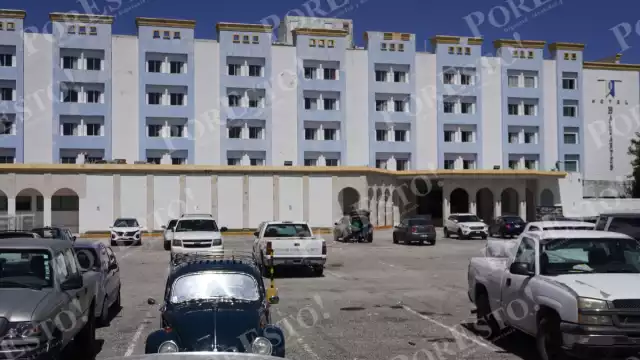 Hallan sin vida a un oso hormiguero en la carretera Campeche–Champotón.