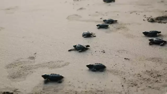 conservación de tortugas marinas es crucial debido a amenazas como la caza furtiva y la destrucción de hábitats