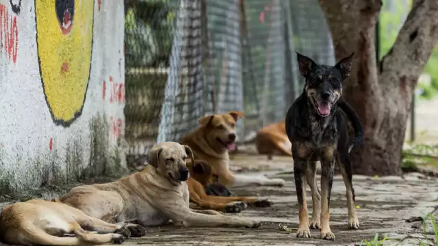 Rescatista denuncia irresponsabilidad de dueños ante problema de perros ferales en el Estado

