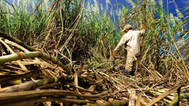 Más del 60% de los cañeros de Quintana Roo se mantiene en números rojos