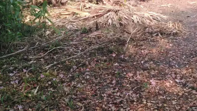 ¿Cómo afecta la sequía prolongada a los ganaderos de Sabancuy?