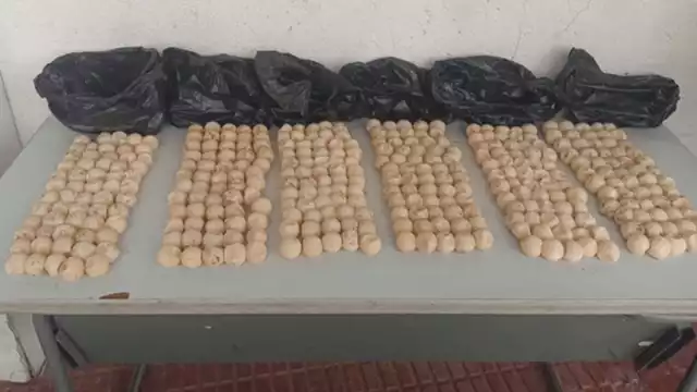 El traslado, comercialización o posesión de especies en veda o bajo protección oficial está penado por la legislación mexicana en materia ambiental