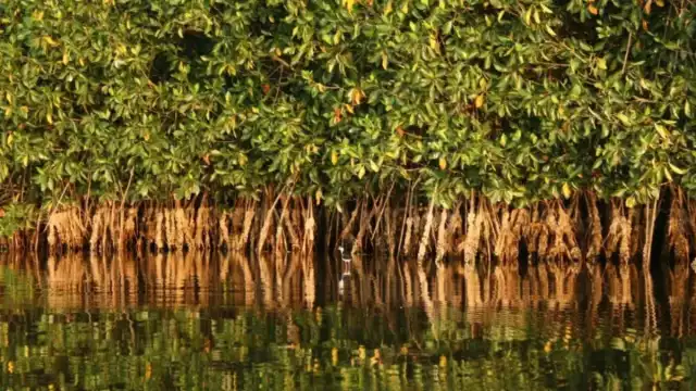 Surge presión mediática para frenar construcción en Mahahual