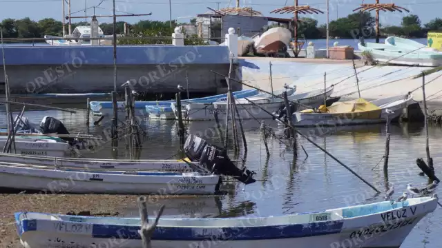 Isla Arena lidera capturas en temporada crítica para el pulpo maya