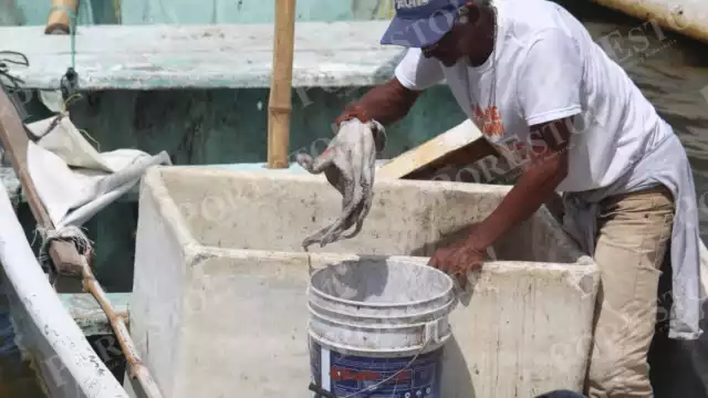 Cae el precio del molusco gareteado en el litoral de Champotón, pasando de 125 a 90 pesos por kilo.