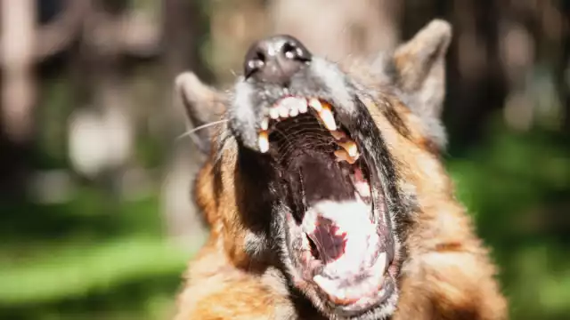 Un hombre fue atacado por una perra pastor alemán en la colonia Ricardo Flores Magón