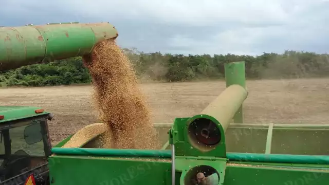 En el ejido Rancho Sosa, municipio de Hopelchén, inició la trilla de soya con las primeras 12 hectáreas cosechadas.