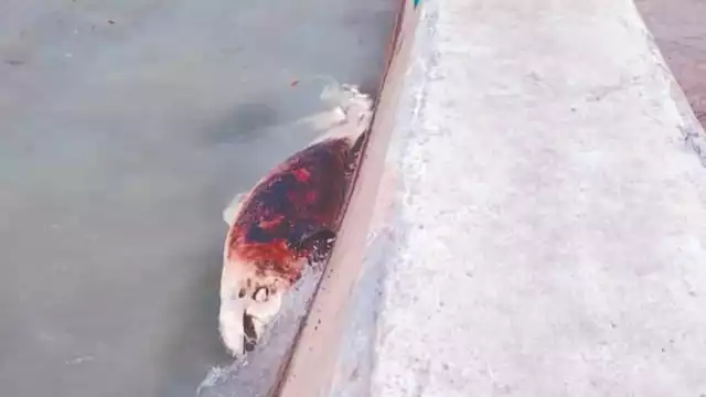 El oleaje fue empujando el cadáver del cetáceo hasta la orilla del malecón de la Villa