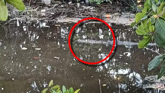 De acuerdo con testigos, los avistamientos se dan principalmente durante las tardes en la calle 41 por 68