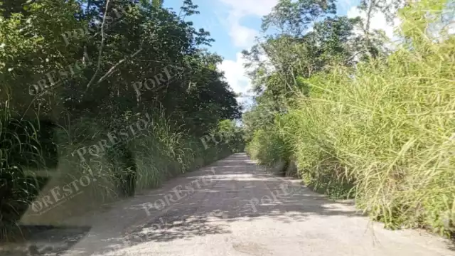 Sin apoyo gubernamental, pobladores limpian tramo clave en Champotón