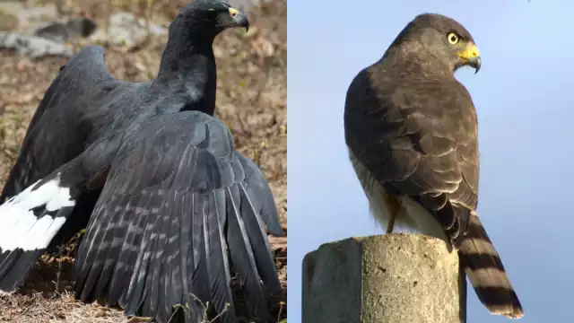 La presencia de la aguililla caminera es común en zonas urbanas, mientras que la de la aguililla negra mayor es considerada rara, ya que prefiere hábitats conservados