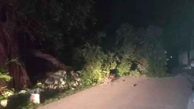 Así luce el árbol de álamo sobre la carretera
