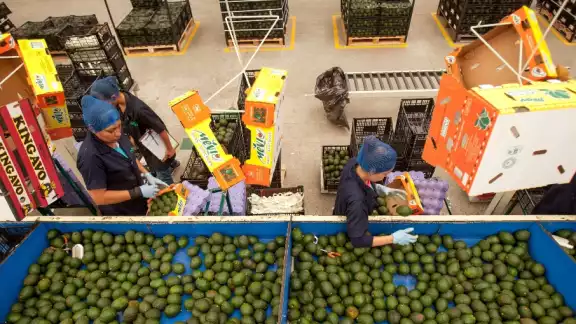 Empacadores de aguacate