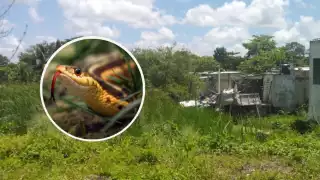  Víbora muerde a niño en la mano    en Chicbul, Carmen 