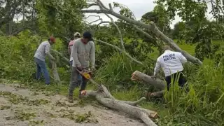 Fuerte tormenta derriba árboles sobre la carretera Palizada-Jonuta en Campeche