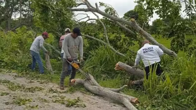 Así lucían los árboles en la vía de Palizada a Jonuta