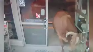   ¡México mágico! Toro irrumpe tienda de conveniencia y causa pánico  