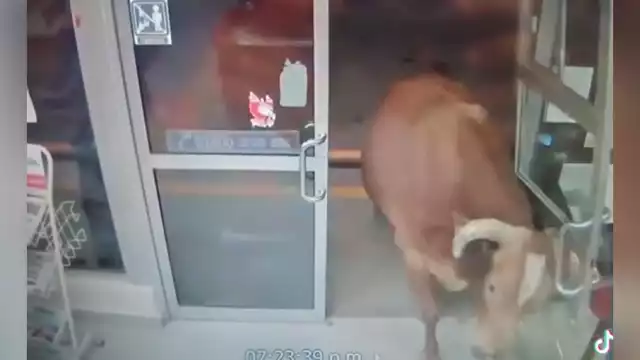 El animal irrumpió el establecimiento causado susto entre empleados y clientes