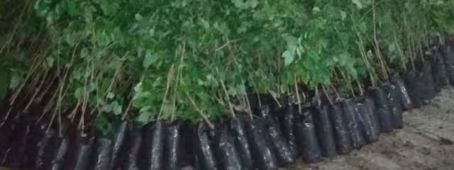 Así lucen parte de los árboles entregados en Chocholá