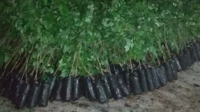 Así lucen parte de los árboles entregados en Chocholá