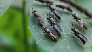 Detectan plaga de moscas, tras paso del Huracán Beryl en Dzitbalché: VIDEO