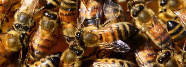 ¿En qué municipios de Sinaloa se registraron los ataques de abejas?