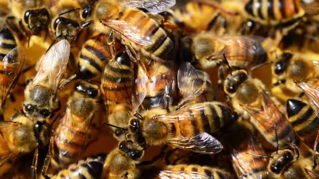 ¿En qué municipios de Sinaloa se registraron los ataques de abejas?