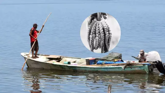 Captura de pulpo en crisis