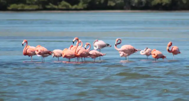 Entre manglares y mar: reaparecen flamencos en Isla Aguada
