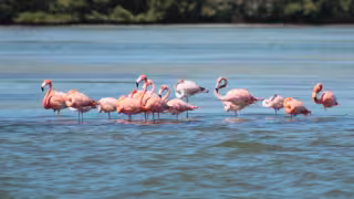 Flamencos regresan a los manglares de Isla Aguada tras años de ausencia