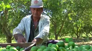 Limoneros de Michoacán viven bajo amenaza y suspenden actividades por extorsiones del crimen organizado