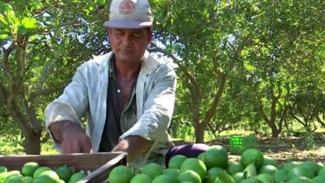 A pesar a los múltiples operativos de seguridad en la región Tierra Caliente, Michoacán, continúan las extorsiones contra limoneros