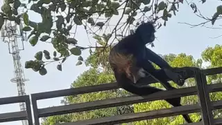 Captan a un mono araña en calles de la colonia Chichén Itzá en Mérida