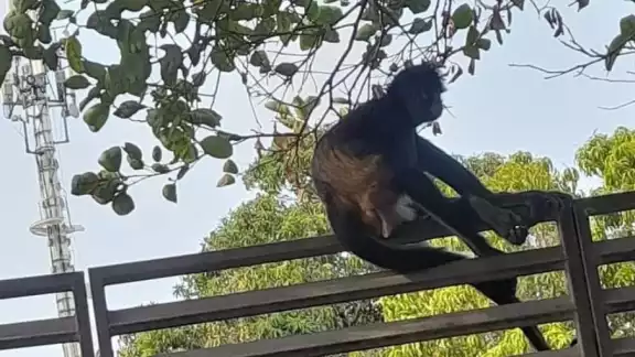Se presume que el mono araña escapó de alguna casa de Mérida Se presume que el mono araña escapó de alguna casa de Mérida