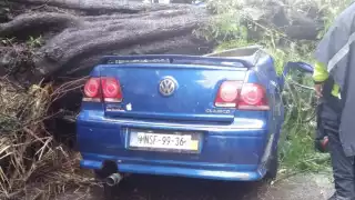 Mujer muere prensada, tras caída de árbol sobre automóvil en la colonia Nápoles de CDMX