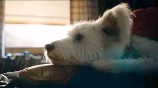 Por ‘Superman' de James Gunn búsquedas de adopción de perros aumentan un 513% 