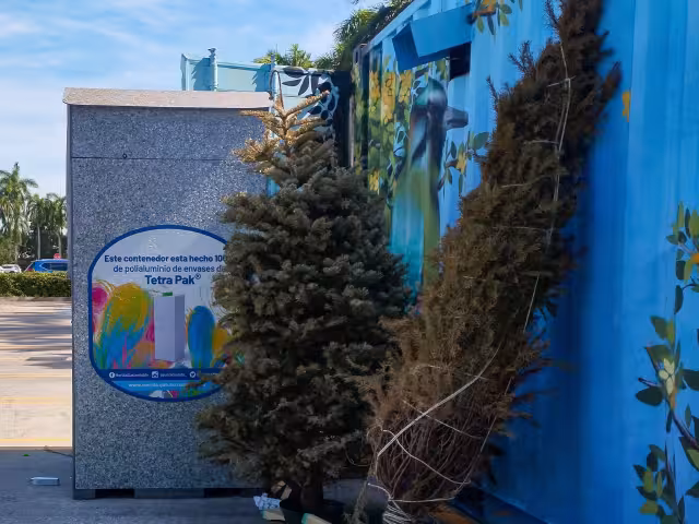 En los Mega Puntos Verdes del Ayuntamiento de Mérida se reciclarán los árboles de Navidad