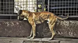 Actualmente, solo un caso ha derivado en prisión para un agresor